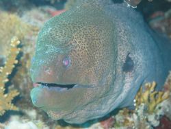 murene, photo was taken in march 2005 in Hurgada Egypt by Frank Spijkers 